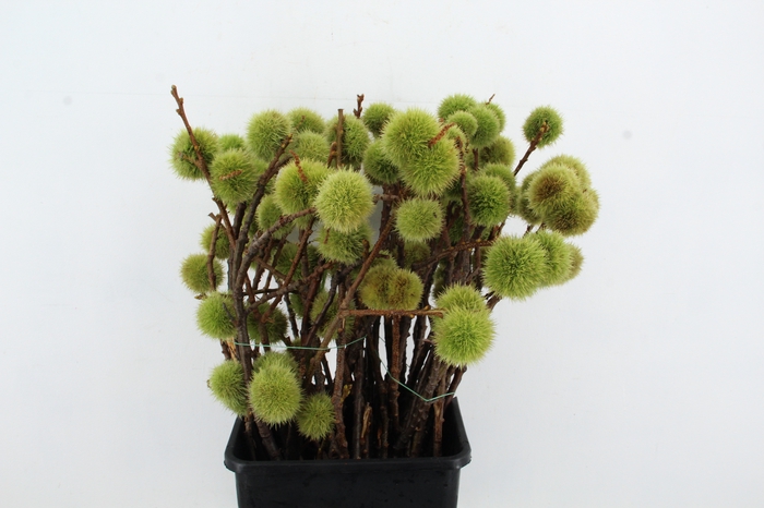 CASTANEA SATIVA