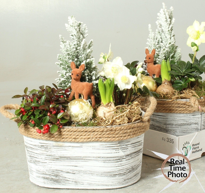 <h4>ARR TUINPLANTEN</h4>