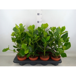 Clusia rosea 'Princess'