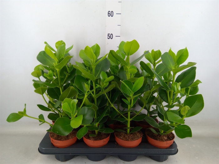 <h4>Clusia rosea 'Princess'</h4>