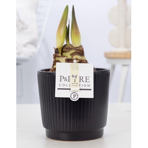 Hippeastrum white in P&PURE Liv ceramics matt black