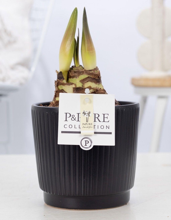 <h4>Hippeastrum white in P&PURE Liv ceramics matt black</h4>