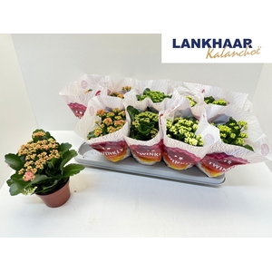 KAL GE PERF GEM 5 KL