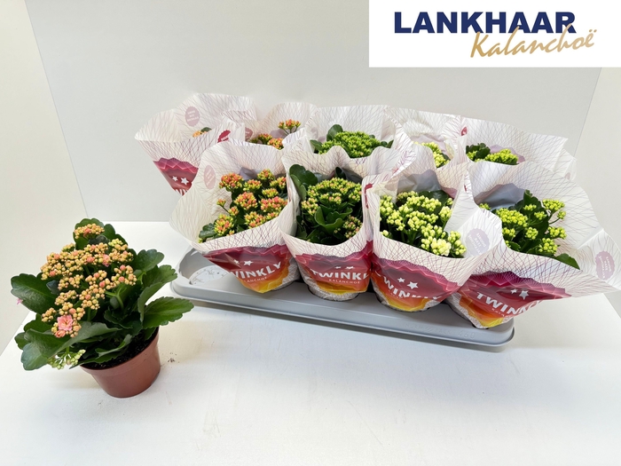 <h4>KAL GE PERF GEM 5 KL</h4>