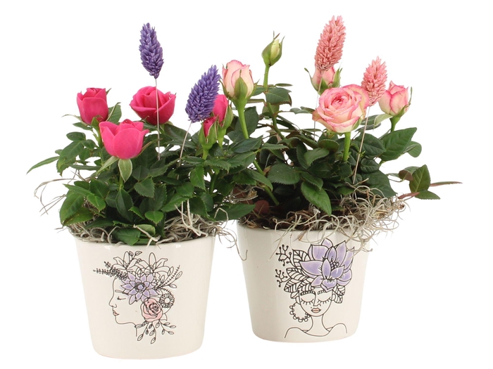 <h4>21696: Lovess arrangement</h4>