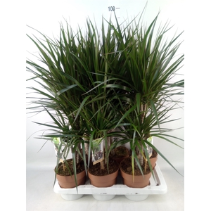 Dracaena marg.