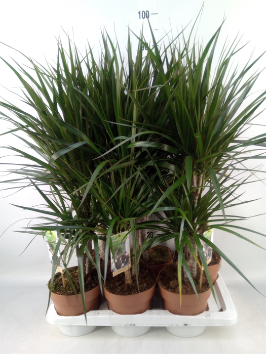 <h4>Dracaena marg.</h4>
