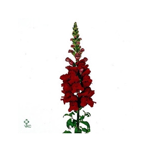 Antirrhinum Nl. Red Maryland