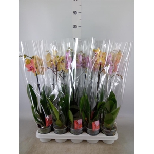 Phalaenopsis   ...mix