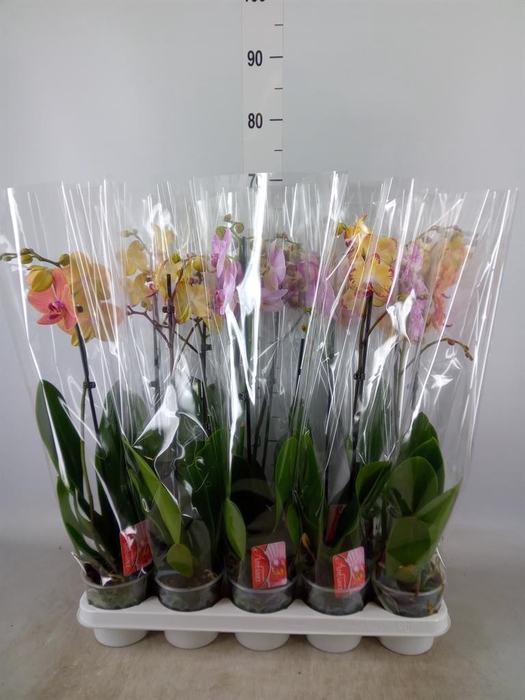 <h4>Phalaenopsis   ...mix</h4>
