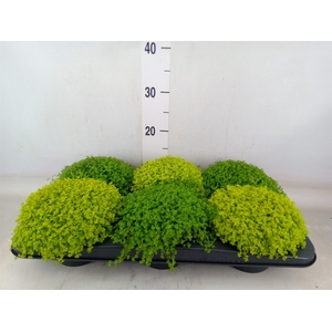 Soleirolia soleirolii   ...mix 2