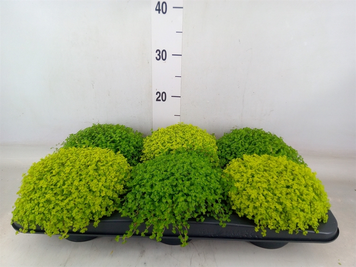 <h4>Soleirolia soleirolii   ...mix 2</h4>