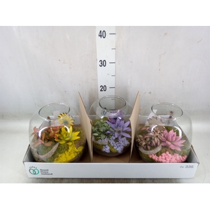 Arr.   Planten L%