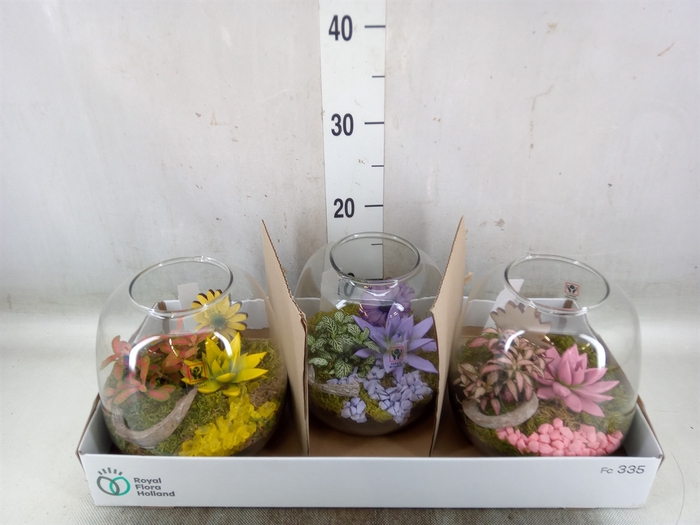 <h4>Arr.   Planten L%</h4>