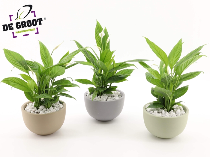 <h4>Arrangement Spathiphyllum in schaal</h4>