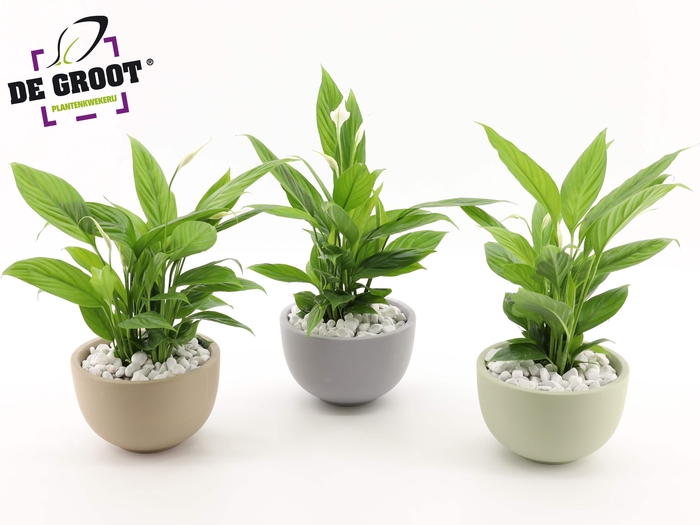 <h4>Arrangement Spathiphyllum in schaal</h4>