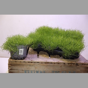 Sagina Subulata