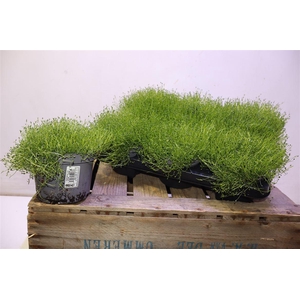 Sagina Subulata