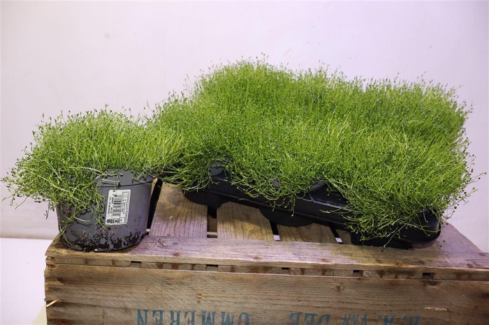 <h4>Sagina Subulata</h4>