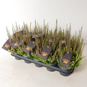 Calluna vulgaris 'Beauty Ladies' Colour Crown P12