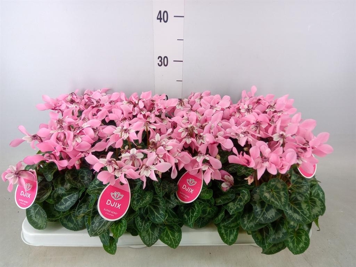 <h4>Cyclamen KL 'Djix'</h4>