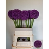 Allium Ambassador