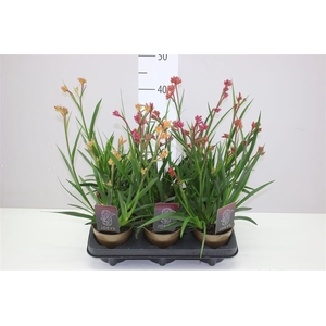 Anigozanthos Gemengd