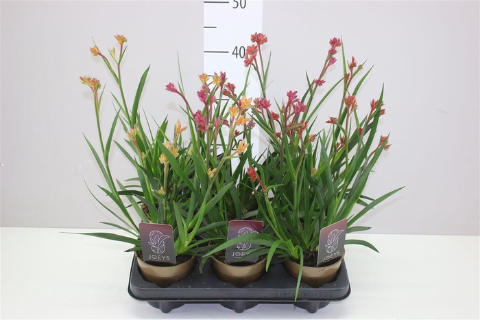 <h4>Anigozanthos Gemengd</h4>