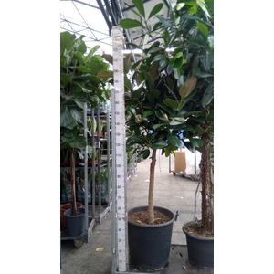 Ficus elastica 'Robusta'