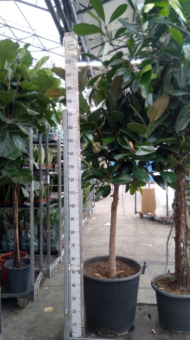 <h4>Ficus elastica 'Robusta'</h4>