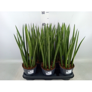 Sansevieria cyl.  ...