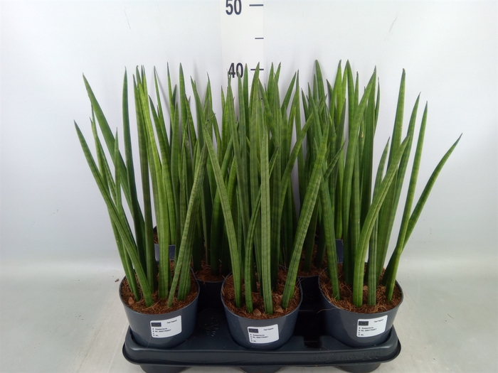 <h4>Sansevieria cyl.  ...</h4>