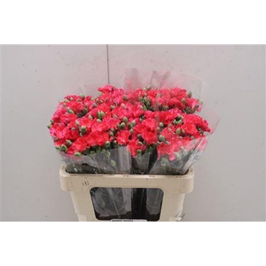 Di Tr Symply Lovefly