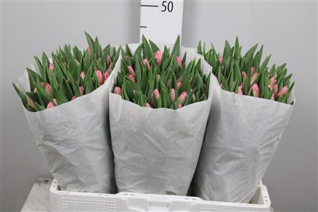 <h4>Tu En Tresor</h4>