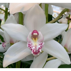 CYMB T QUEEN SOPHIE x8.