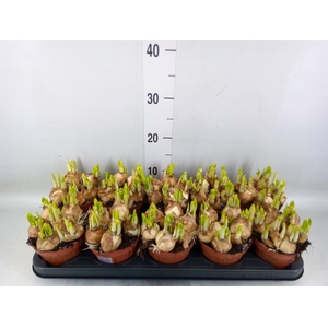 Narcissus  'Tete a tete'