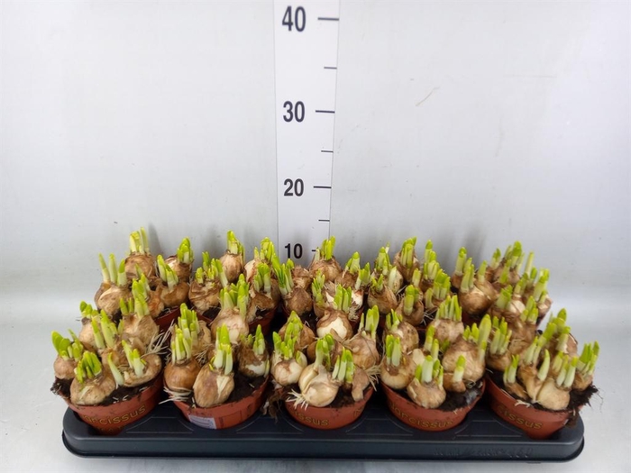 <h4>Narcissus  'Tete a tete'</h4>