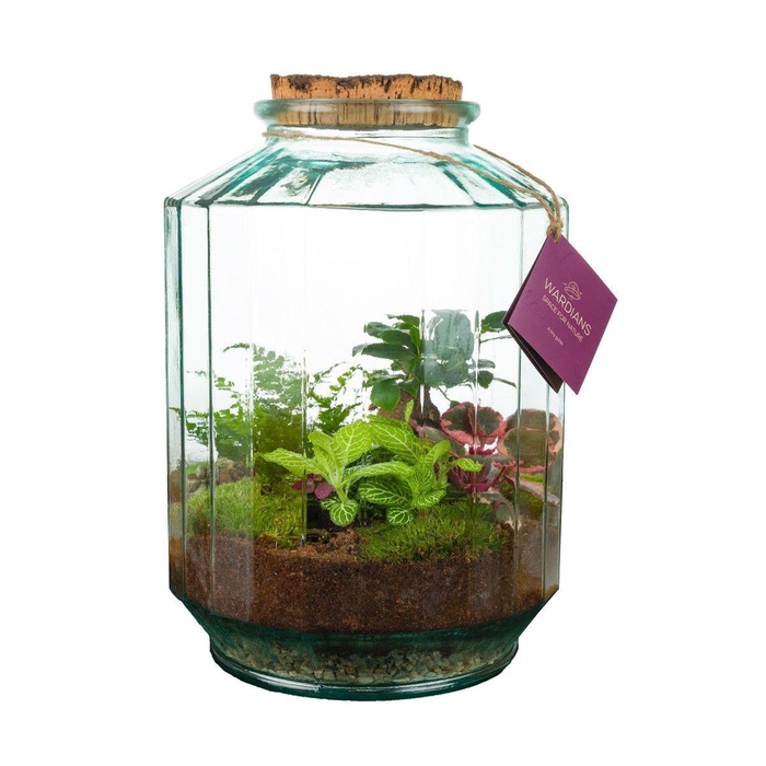 <h4>Wardians Terrarium - Strepe</h4>