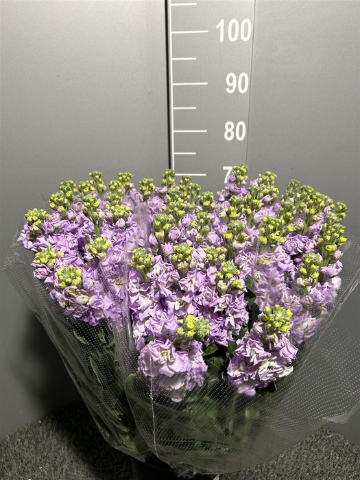 <h4>Matth Iron Lavendel</h4>