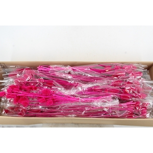 DF Dipsacus Fuchsia Bs 130g