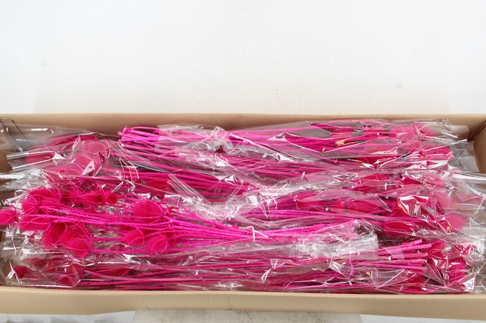 <h4>DF Dipsacus Fuchsia Bs 130g</h4>