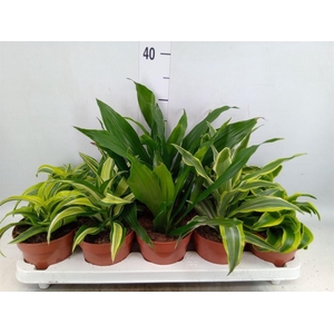 Dracaena   ...mix