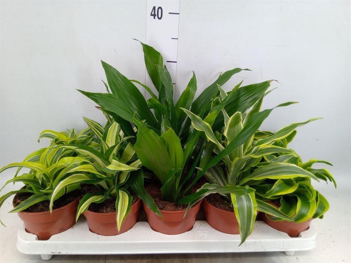 <h4>Dracaena   ...mix</h4>