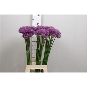 Allium Gladiator