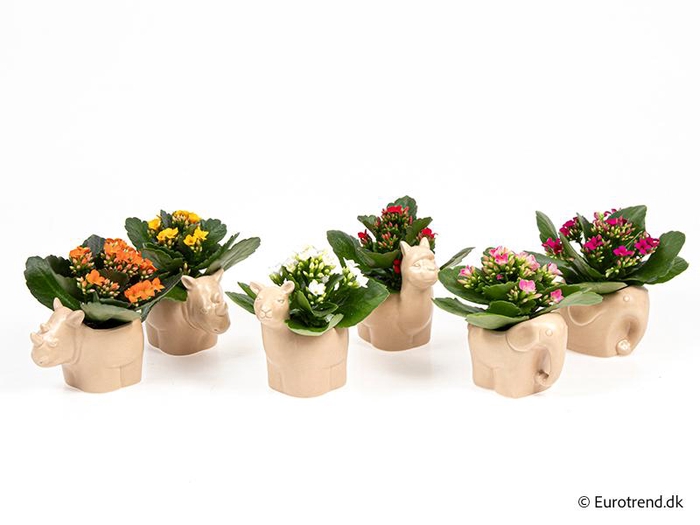 <h4>KALANCHOE BLOSSFELDIANA 'MINI' E 4232</h4>