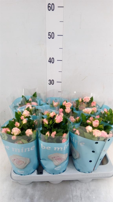 <h4>Rosa 'Lady Jewel'</h4>