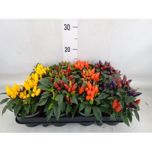 Capsicum annuum 'Salsa'   ...mix