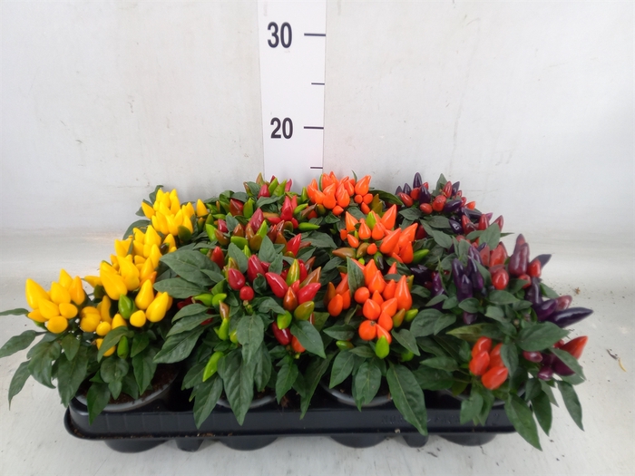 <h4>Capsicum annuum 'Salsa'   ...mix</h4>