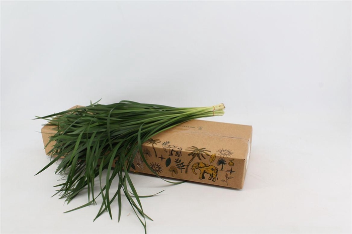 <h4>T-grass Green 50 Cm</h4>