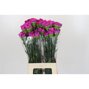 Dianthus St Tiefepolo